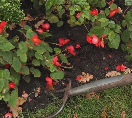 Begonien - Überwintern Begonien - Überwintern