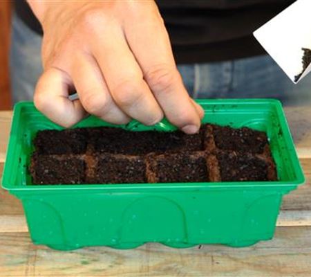 Lauchzwiebel - Aussäen von Samen Lauchzwiebel - Aussäen von Samen