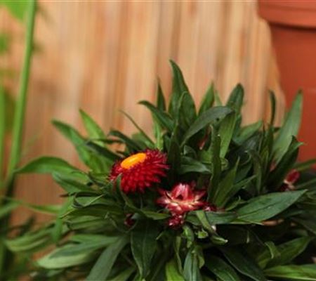 Garten-Strohblume - Einpflanzen in ein Gefäss