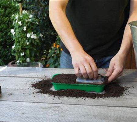 Nelken - Aussäen von Samen