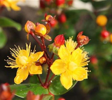 Johanniskraut - Einpflanzen im Garten