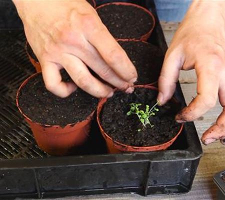 Blaukissen - Pikieren Blaukissen - Pikieren