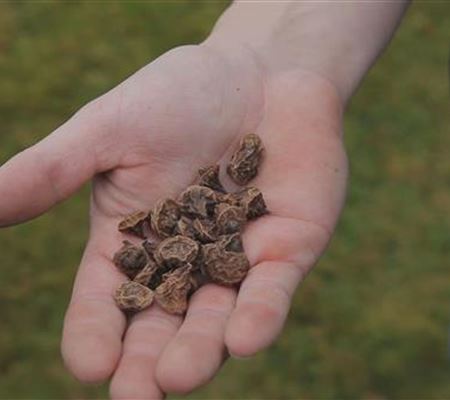 Anemonen - Blumenzwiebeln einpflanzen Anemonen - Blumenzwiebeln einpflanzen