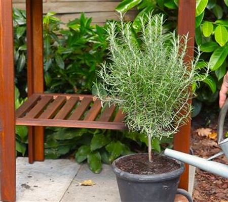 Rosmarin-Hochstamm - Einpflanzen in ein Gefäss