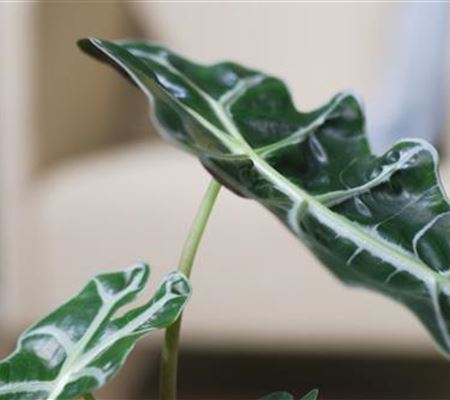 Pfeilblatt- Umtopfen