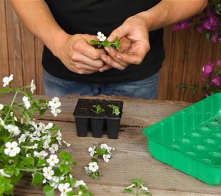 Schneeflockenblume - Vermehren durch Stecklinge Schneeflockenblume - Vermehren durch Stecklinge