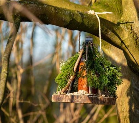 Ein Vogelhaus aus dem Tannenbaum bauen Ein Vogelhaus aus dem Tannenbaum bauen