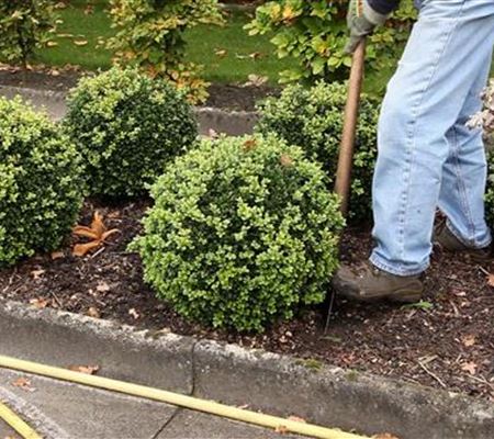 Buchsbaum - Umpflanzen Buchsbaum - Umpflanzen