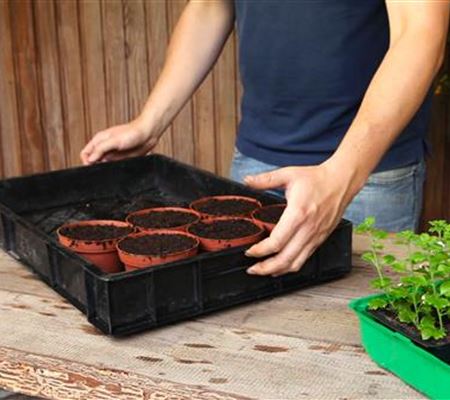 Schneeflockenblume - Pikieren Schneeflockenblume - Pikieren