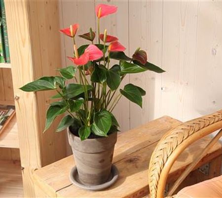 Flamingoblume - Einpflanzen in ein Gefäss