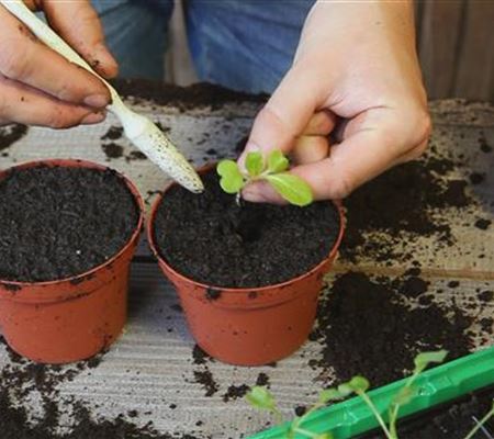 Chinakohl - Pikieren Chinakohl - Pikieren