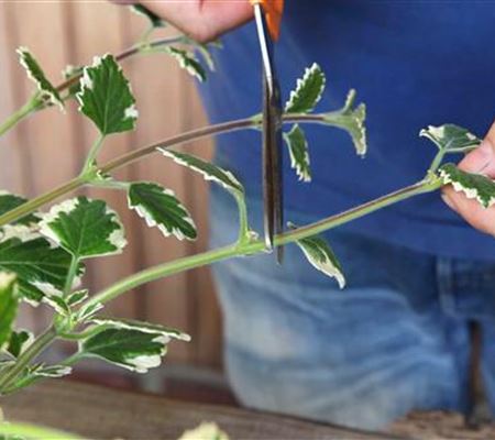 Weihrauch - Vermehren durch Stecklinge Weihrauch - Vermehren durch Stecklinge