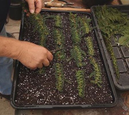 Farn - Vermehren durch Brutknöllchen