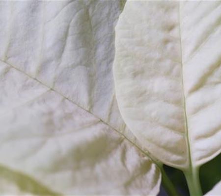 Weihnachtsstern (gelb) - Umtopfen