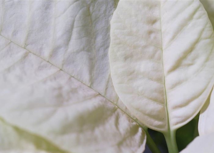 Weihnachtsstern (gelb) - Umtopfen