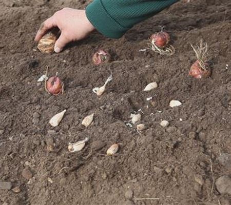 Blumenzwiebeln - Einpflanzen im Garten Blumenzwiebeln - Einpflanzen im Garten