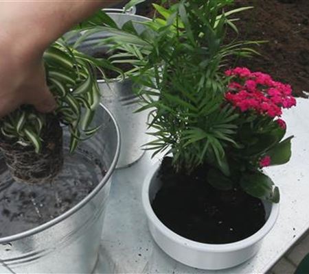 Schale - Einpflanzen von Zimmerpflanzen