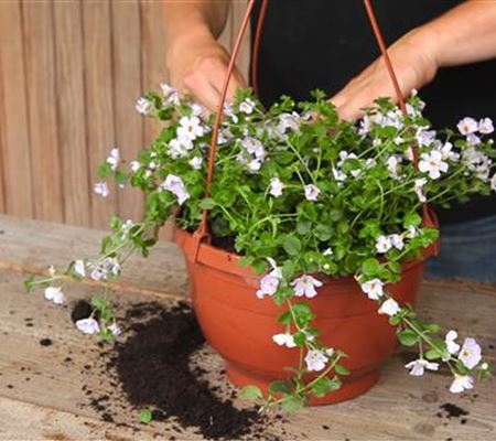 Schneeflockenblume - Ampel Bepflanzen Schneeflockenblume - Ampel Bepflanzen