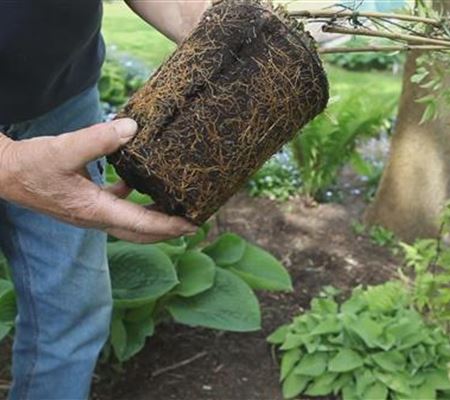 Clematis - Einpflanzen im Garten Clematis - Einpflanzen im Garten