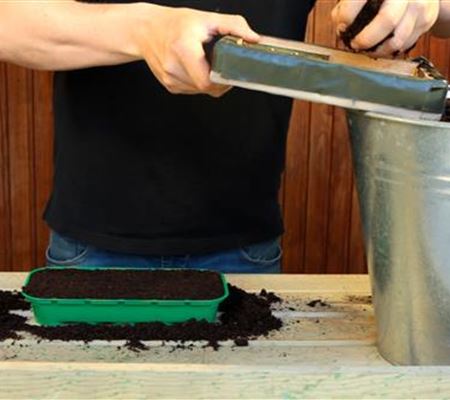 Erdbeeren - Aussäen von Samen