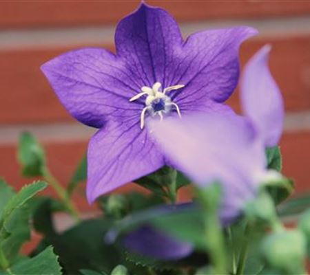 Ballonblume- Einpflanzen im Garten