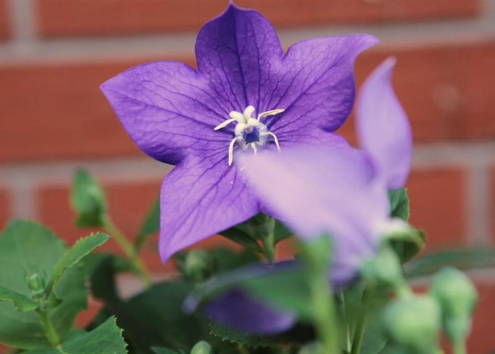 Ballonblume- Einpflanzen im Garten