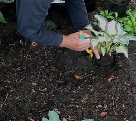 Hosta - Einpflanzen im Garten