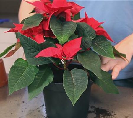 Weihnachtsstern - Einpflanzen in ein Gefäss