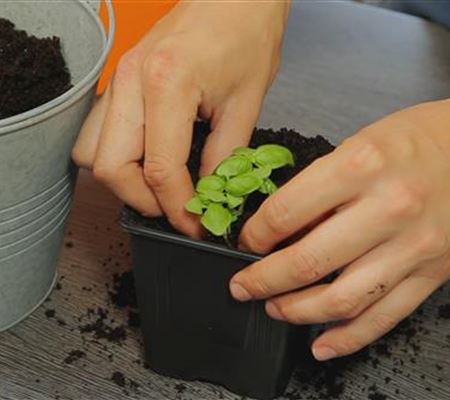 Basilikum - Umtopfen der Anzucht Basilikum - Umtopfen der Anzucht