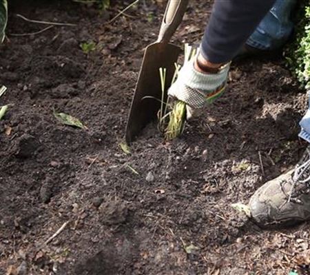 Gräser - Vermehren im Frühling Gräser - Vermehren im Frühling