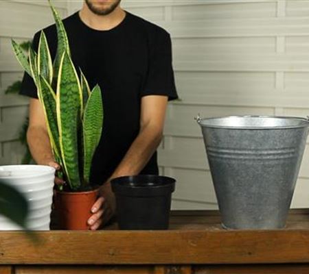 Bogenhanf - Umtopfen