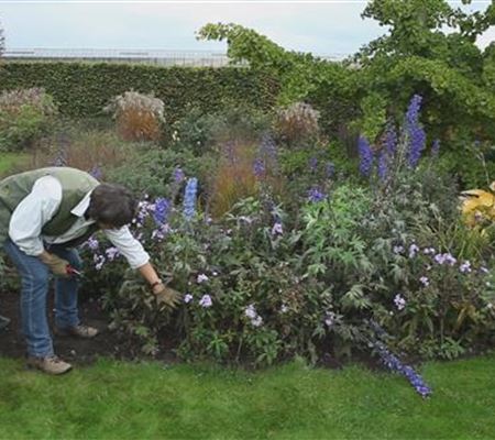 Rittersporn - Zurückschneiden nach der Blüte