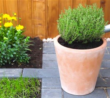 Thymian - Einpflanzen in ein Gefäss