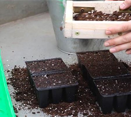 Blaukissen - Aussäen von Samen Blaukissen - Aussäen von Samen