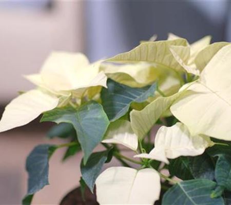 Zimmerpflanzenportrait - Weihnachtsstern (gelb)