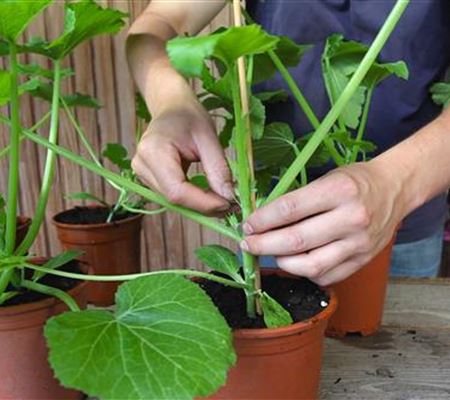 Zucchini - Anzucht Hochbinden Zucchini - Anzucht Hochbinden