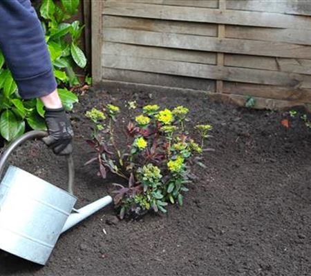Wolfsmilch - Einpflanzen im Garten Wolfsmilch - Einpflanzen im Garten
