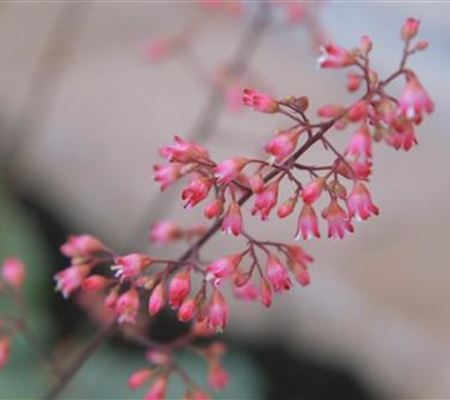 Echtes Purpurglöckchen (Heuchera)- Einpflanzen im Garten Echtes Purpurglöckchen (Heuchera)- Einpflanzen im Garten