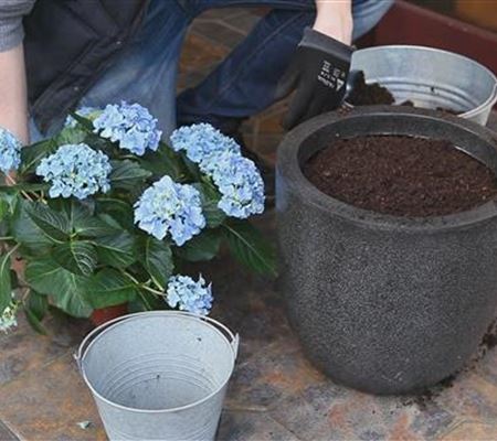Hortensien - Einpflanzen in ein Gefäss