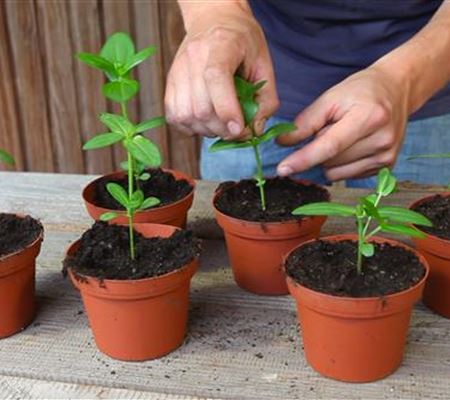 Zinnien - Stutzen Zinnien - Stutzen