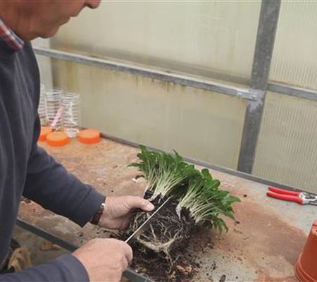 Funkien - Teilen und Einpflanzen