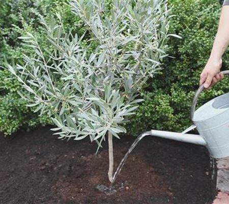 Olivenbaum - Einpflanzen im Garten Olivenbaum - Einpflanzen im Garten