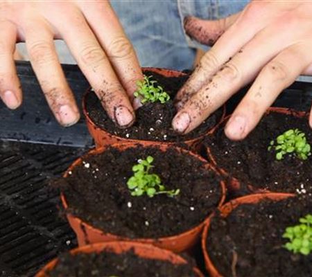 Steinkraut - Pikieren Steinkraut - Pikieren