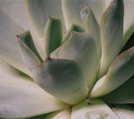 Zimmerpflanzenportrait - Echeveria