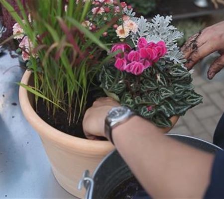 Blumenkübel - Bepflanzung für den Herbst Blumenkübel - Bepflanzung für den Herbst