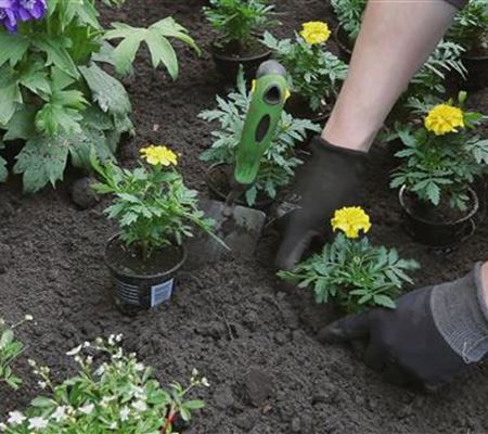 Studentenblume - Einpflanzen im Garten