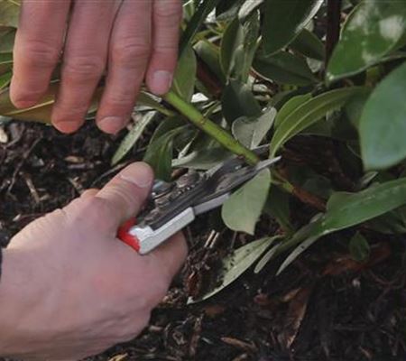 Rhododendron - Zurückschneiden im Frühling Rhododendron - Zurückschneiden im Frühling