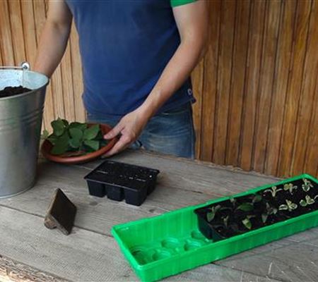 Wandelröschen - Vermehren durch Stecklinge Wandelröschen - Vermehren durch Stecklinge