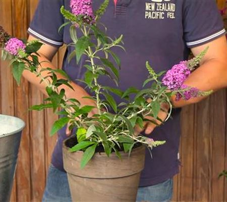 Sommerflieder - Einpflanzen in ein Gefäss