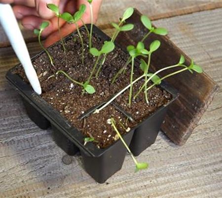 Zinnien - Pikieren Zinnien - Pikieren